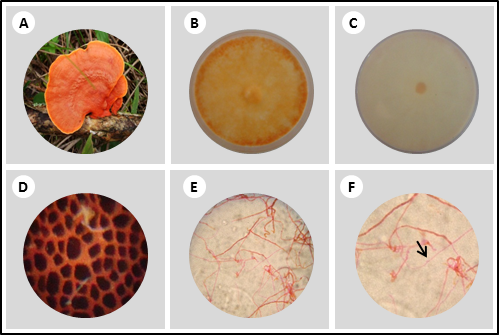 Características macroscópicas, de cultivo y microscópicas de Pycnoporus sanguineus.